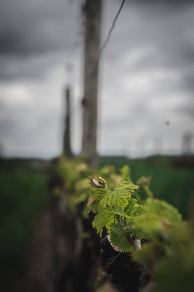 French Vineyard Kate Friedman Appetizing Aperture Food Photography Steamboat Springs Colorado