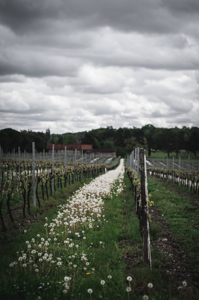 French Vineyard Kate Friedman Appetizing Aperture Food Photography Steamboat Springs Colorado